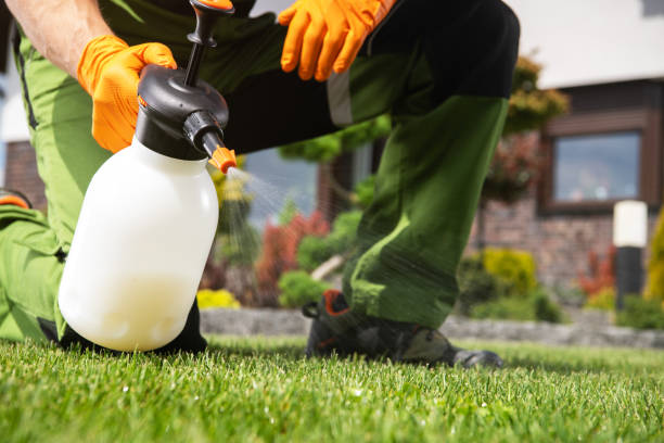 Best Affordable Pest Control Services  in Montegut, LA