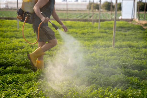 Best Mosquito Control Services  in Montegut, LA