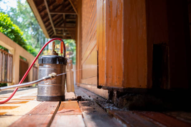 Best Insect Control  in Montegut, LA