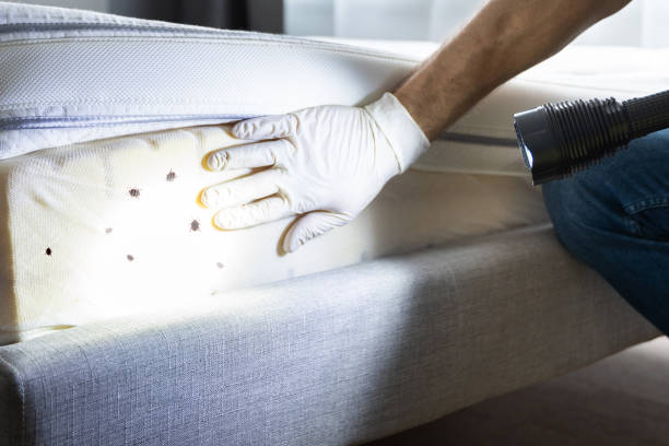 Best Bed Bug Extermination  in Montegut, LA