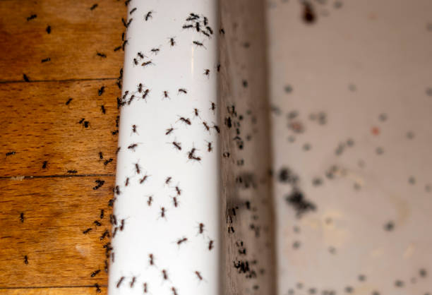 Best Spider Control Near Me  in Montegut, LA