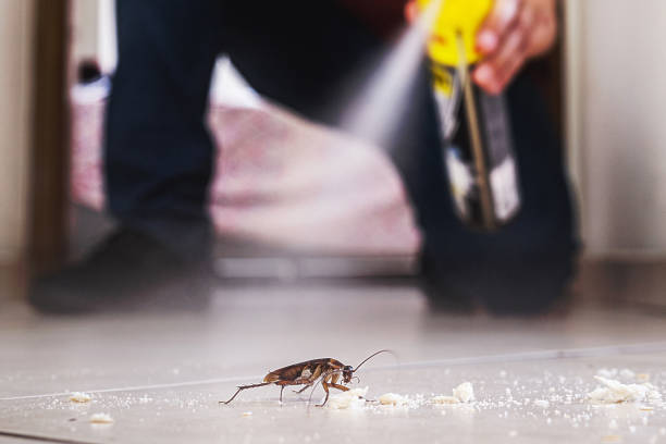 Best Insect Control  in Montegut, LA