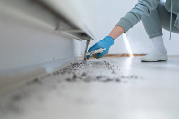 Insect Control in Montegut, LA