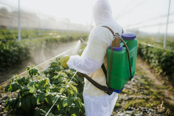 Reliable Montegut, LA Pest Control Solutions